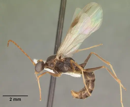 Odontomachus relictus - CASENT0104175