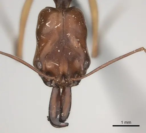 Odontomachus rixosus specimen