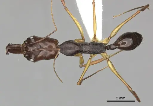 Odontomachus rixosus - CASENT0270624