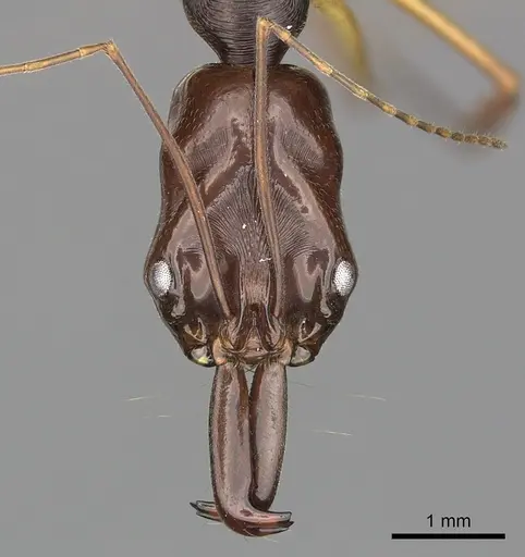 Odontomachus rixosus - CASENT0270624