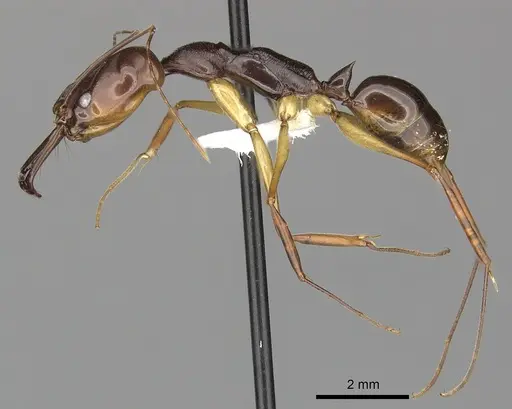 Odontomachus rixosus - CASENT0270624