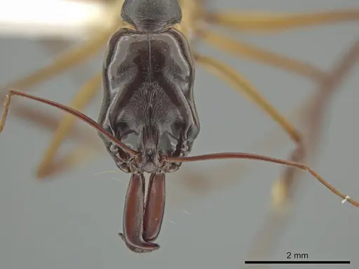 Odontomachus rixosus - CASENT0634866