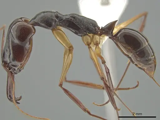 Odontomachus rixosus - CASENT0634866