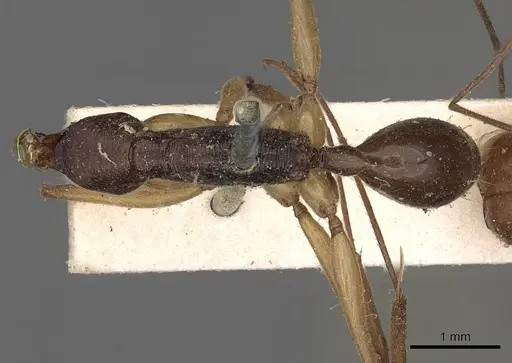 Odontomachus rixosus - CASENT0900656