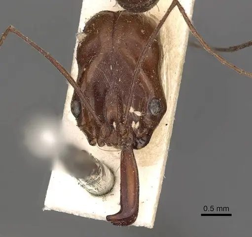 Odontomachus rixosus - CASENT0900656