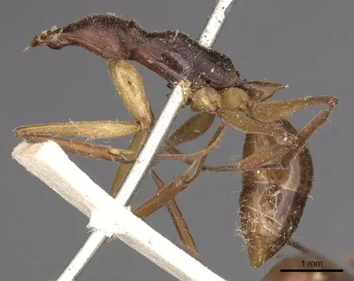 Odontomachus rixosus - CASENT0900656