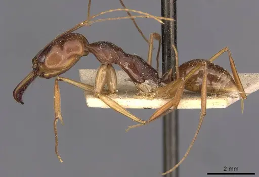 Odontomachus rixosus - CASENT0907431