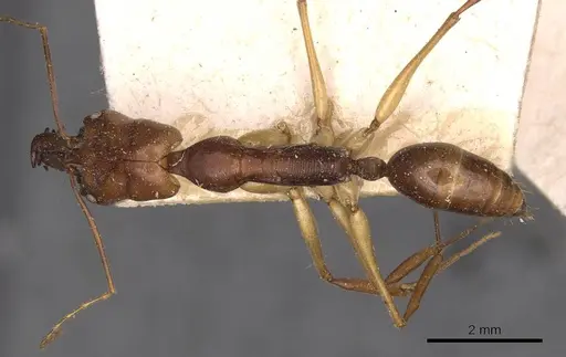 Odontomachus rixosus - CASENT0907432