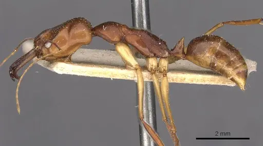 Odontomachus rixosus - CASENT0907432