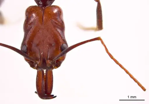 Odontomachus ruficeps specimen