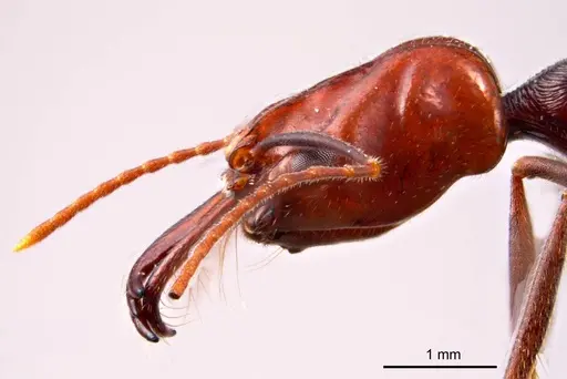 Odontomachus ruficeps specimen