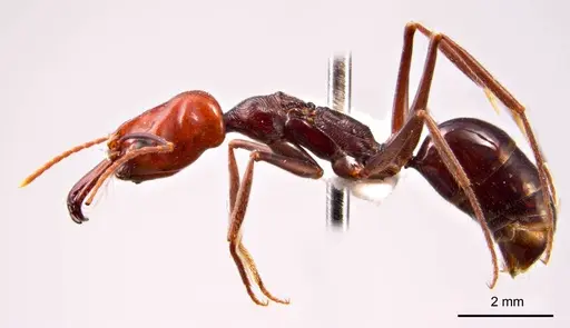 Odontomachus ruficeps - ANTWEB1008685