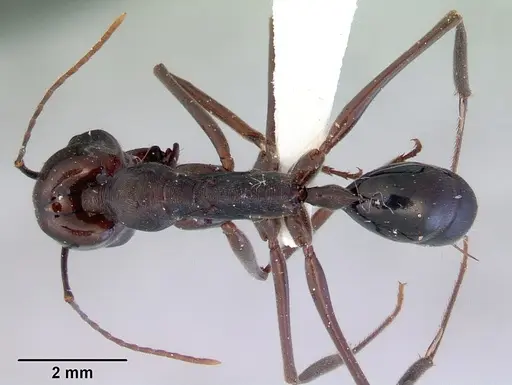 Odontomachus ruficeps - CASENT0172404