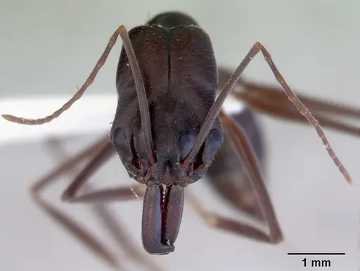 Odontomachus ruficeps - CASENT0172404