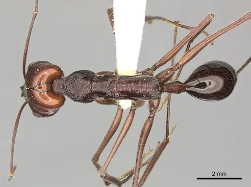 Odontomachus ruficeps - CASENT0270625