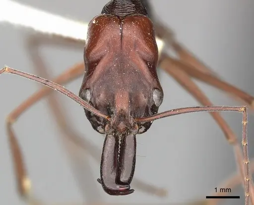 Odontomachus ruficeps - CASENT0270625