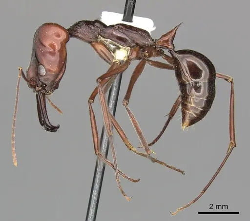 Odontomachus ruficeps - CASENT0270625