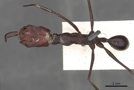 Odontomachus ruficeps - CASENT0900646