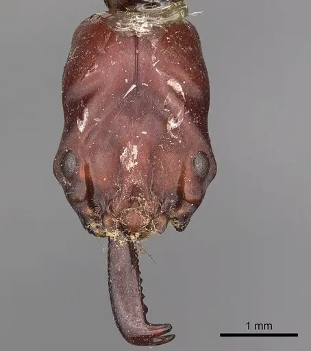 Odontomachus ruficeps - CASENT0900646