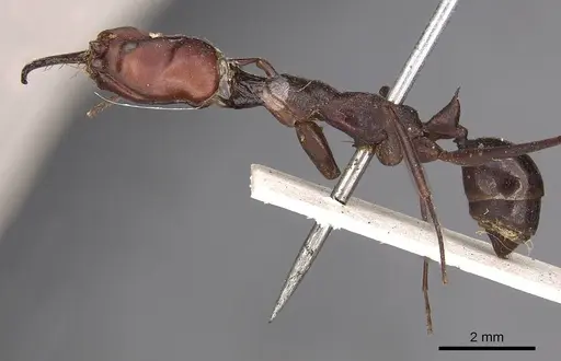 Odontomachus ruficeps - CASENT0900646