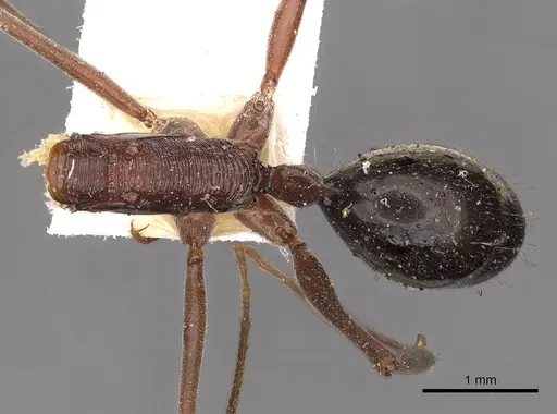 Odontomachus ruficeps - CASENT0900647