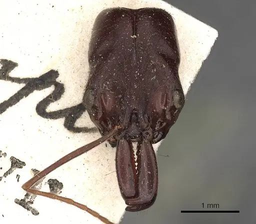 Odontomachus ruficeps - CASENT0900647