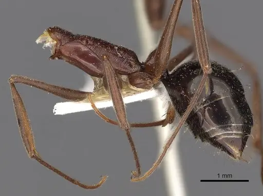 Odontomachus ruficeps - CASENT0900647