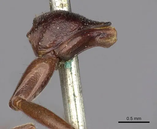 Odontomachus ruficeps - CASENT0900647