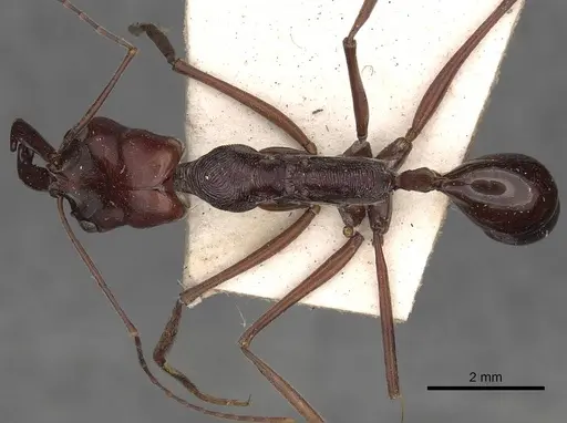 Odontomachus ruficeps - CASENT0900648