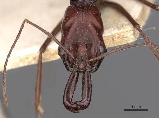 Odontomachus ruficeps - CASENT0900648