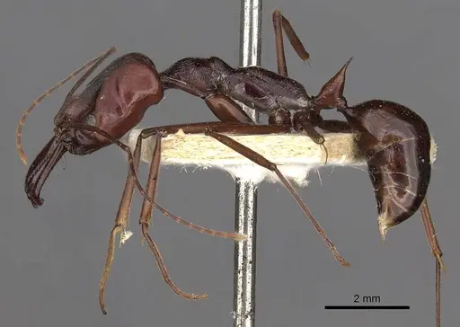 Odontomachus ruficeps - CASENT0900648