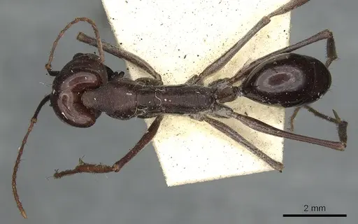 Odontomachus ruficeps - CASENT0901487