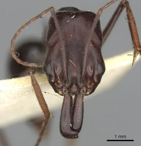 Odontomachus ruficeps - CASENT0901487