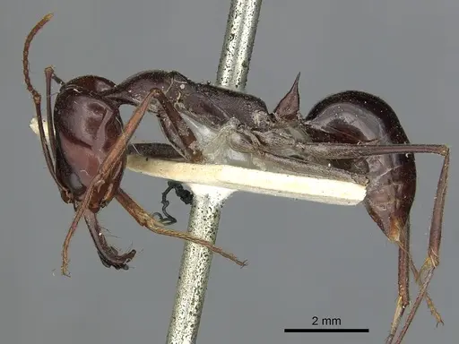 Odontomachus ruficeps - CASENT0901487
