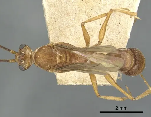 Odontomachus ruficeps - CASENT0901488