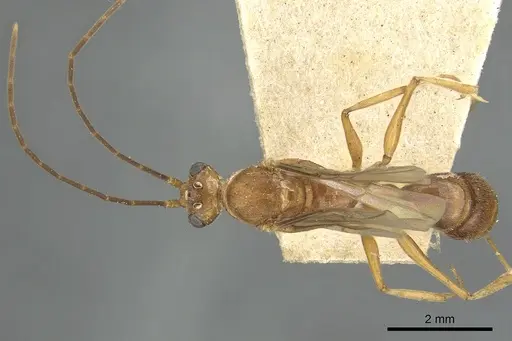 Odontomachus ruficeps - CASENT0901488