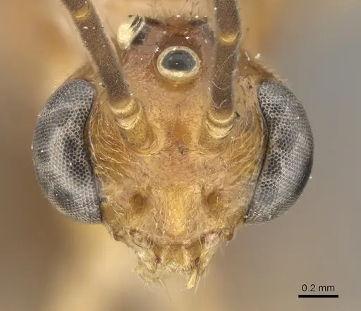 Odontomachus ruficeps - CASENT0901488