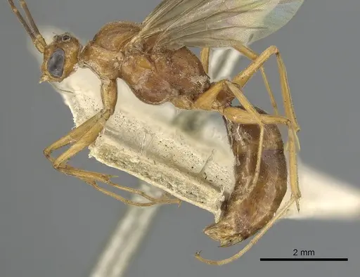 Odontomachus ruficeps - CASENT0901488