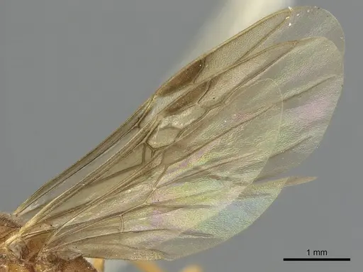 Odontomachus ruficeps - CASENT0901488