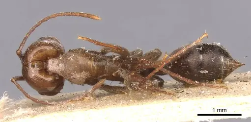 Odontomachus ruficeps - CASENT0907436