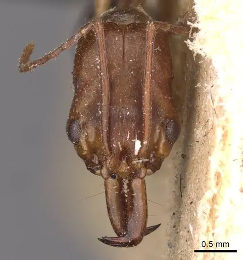 Odontomachus ruficeps - CASENT0907436