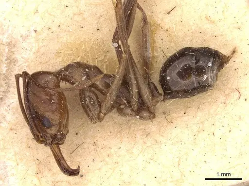 Odontomachus ruficeps - CASENT0907436