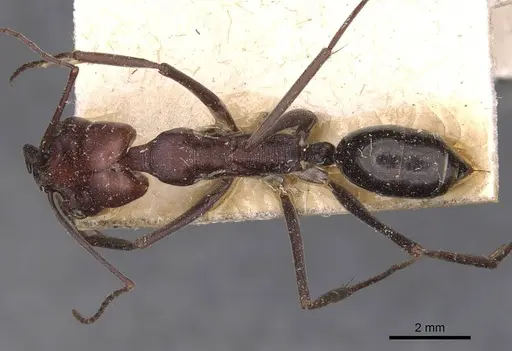 Odontomachus ruficeps - CASENT0907438