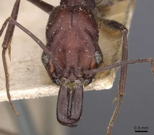 Odontomachus ruficeps - CASENT0907438