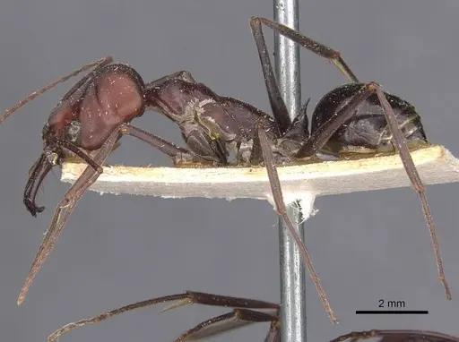 Odontomachus ruficeps - CASENT0907438