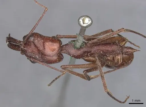 Odontomachus ruficeps - CASENT0907439