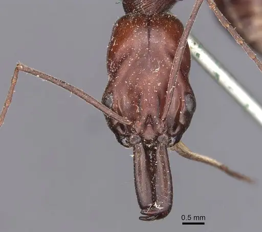 Odontomachus ruficeps - CASENT0907439