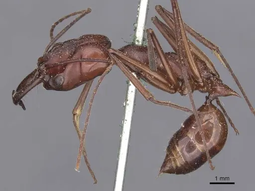 Odontomachus ruficeps - CASENT0907439