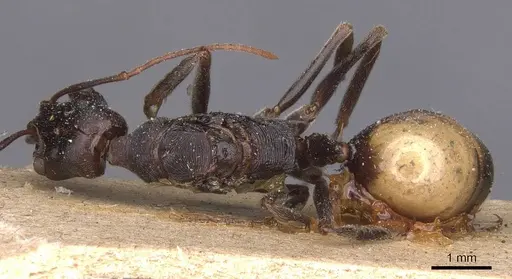 Odontomachus ruficeps - CASENT0907443