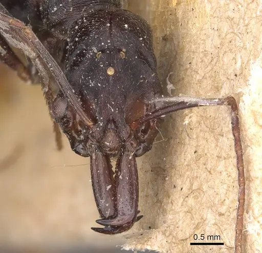 Odontomachus ruficeps - CASENT0907443